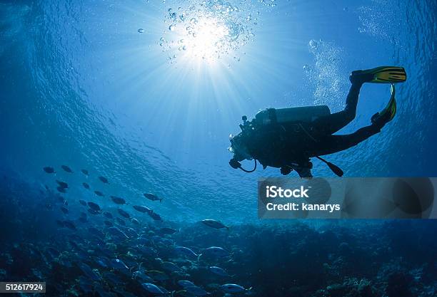 Diver Swims In A Red Sea Stock Photo - Download Image Now - Diving Into Water, Underwater Diving, Scuba Diving