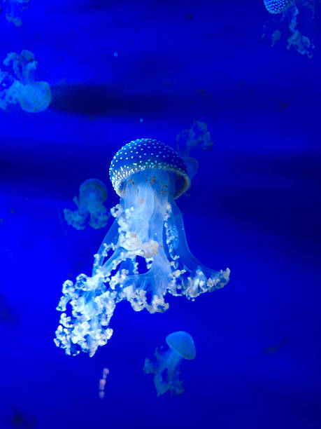 istock Jellyfish at Genova aquarium 512618224