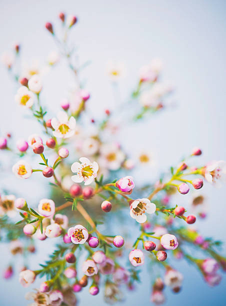 Delicate and beautiful fresh waxflowers against blue background