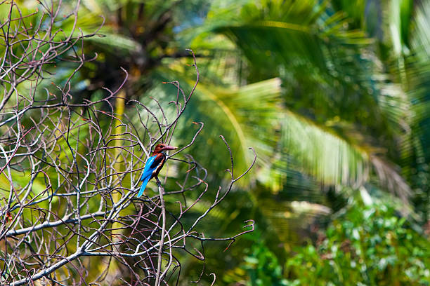 White Chest King Fisher is sitting on branck in Sri Lanka
