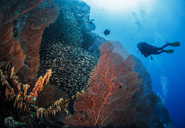 Mergulhador próximo ao Coral - foto de acervo