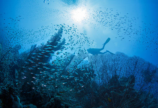 Mergulhador próximo ao Coral - foto de acervo