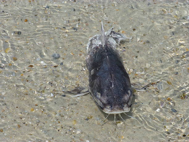 istock Frontal View of Catfish in Shallow Water at Beach 512621856