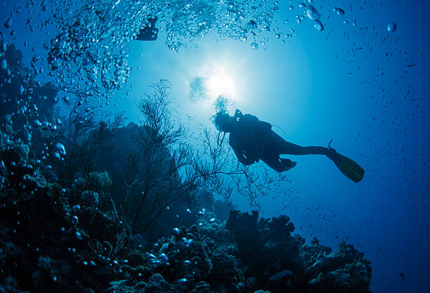 Tuffatore rosso Nuota in mare - foto stock