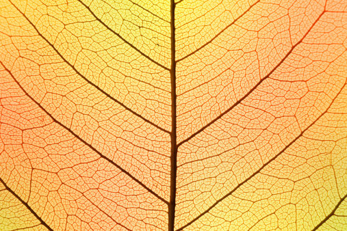 Background of Autumn colors Leaf cell structure - macro shot, natural texture