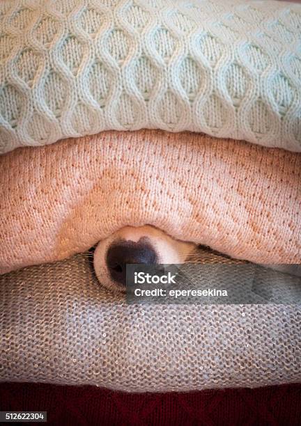 Dogs Nose Stock Photo - Download Image Now - Dog, Hiding, Cozy