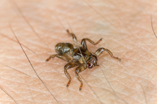 Deer fly, Lipoptena cervi crawling on human skin, extreme close-up