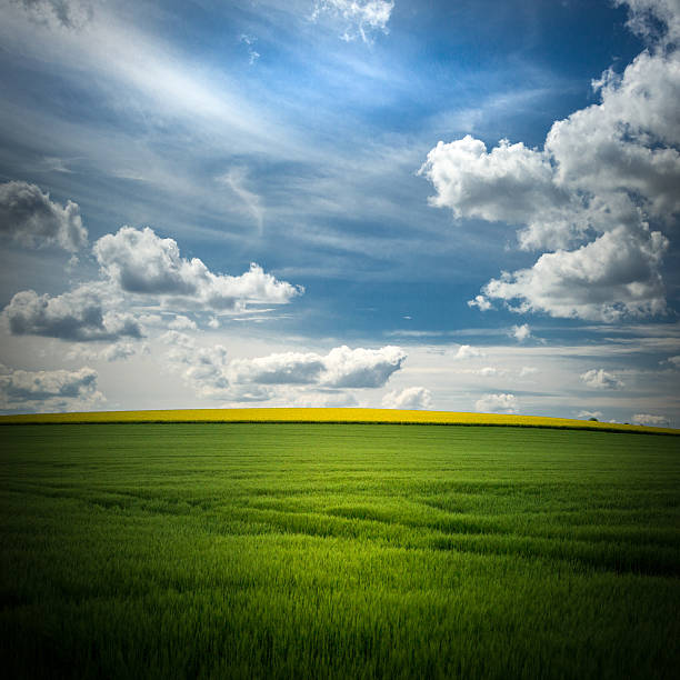 Sunny Day with a green field and a blue sky
