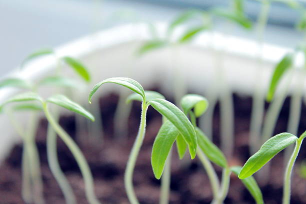 wachstum, setzling, pflanze. - potting peat dirt moss stock-fotos und bilder