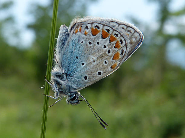 lycaeides sp. ("melissa blu") - black veined white butterfly foto e immagini stock