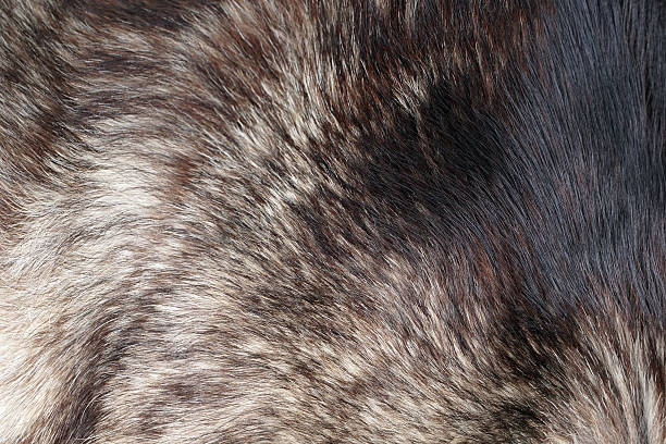 istock dog's fur texture background close up 512624074