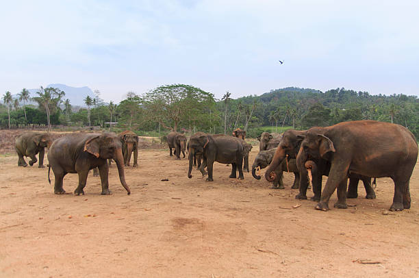 istock Lots of Elephants 512624150