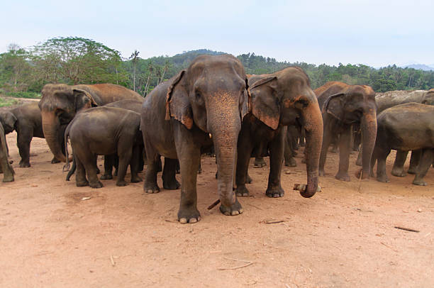 istock Lots of Elephants 512624178