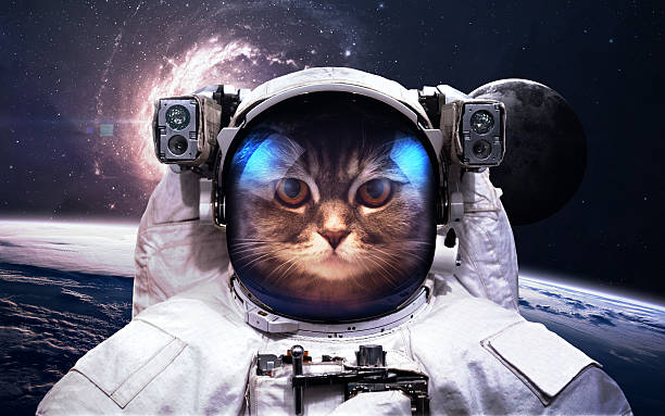 istock Cat Astronaut in outer space. Spacewalk. Elements of this image 512624514