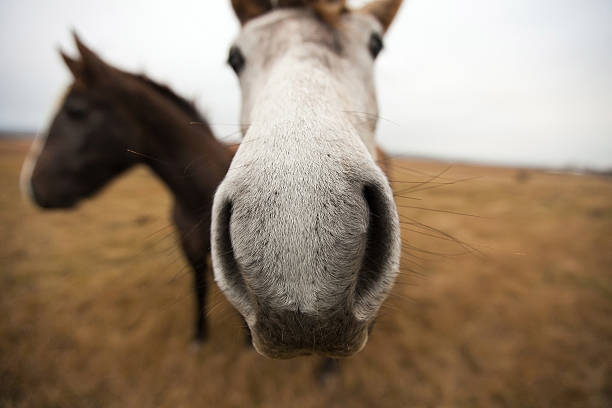 istock Two wild horses in the field 512624746
