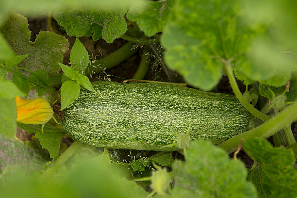 istock Closeup view of mature zucchini 512625133