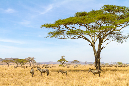 African zebras at the great plains of Serengeti, Tanzania. Group of zebras standing under a tree at the savannah.