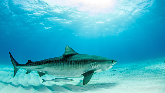 Picture shows a tiger shark during a scuba dive