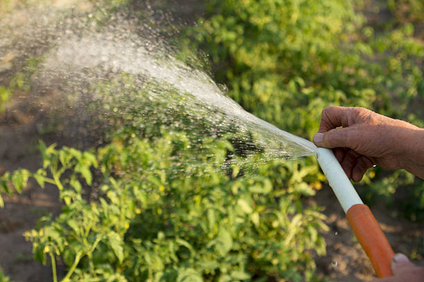istock Working watering garden from hose 512627311