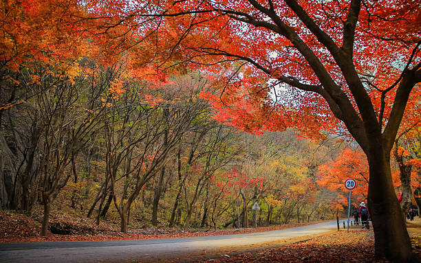 Fall foliage in South korea