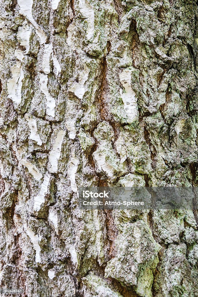 High resolution texture of birch tree bark.jpg High quality high resolution texture of birch tree bark Abstract Stock Photo