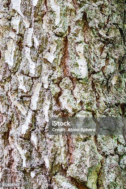 High Resolution Texture Of Birch Tree Barkjpg Stock Photo - Download Image Now - Abstract, Arid Climate, Backgrounds
