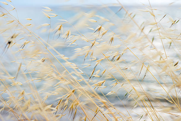 istock Grass in sand dunes in front of the sea 512628974