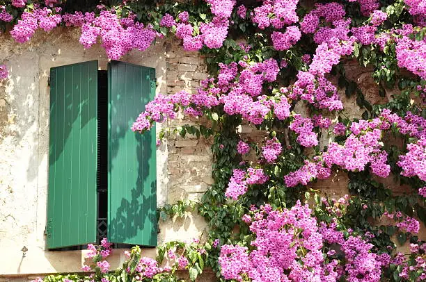 Photo of Purple flower on the facade