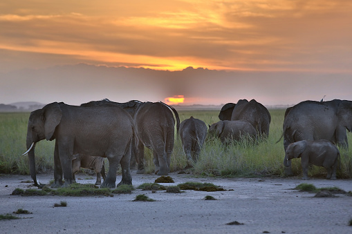 African Elephants Elephant Calfs at Sunset at Amboseli in Kenya. Elephant calfs are really very tired and calfs are resting but all family on keep watching for calfs.