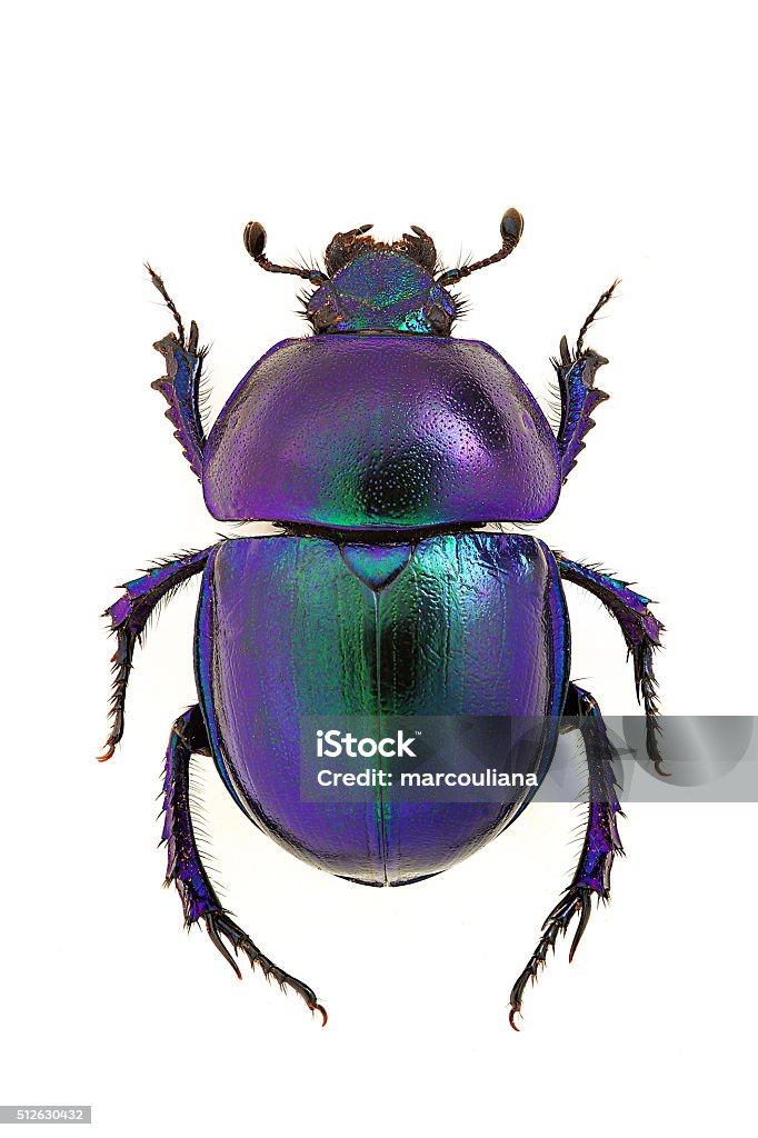 Trypocopris vernalis blue dung beetle Trypocopris vernalis Insect Stock Photo