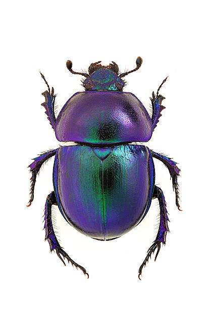 Trypocopris vernalis blue dung beetle Trypocopris vernalis arthropod photos stock pictures, royalty-free photos & images