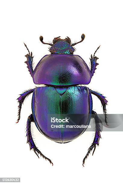 Trypocopris Vernalis Stock Photo - Download Image Now - Insect, Beetle, Scarab Beetle