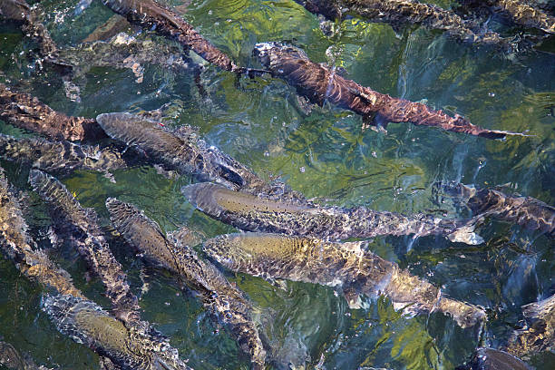 salmon swimming upstream Salmon heading upstream heading to spawn.  In this case they are heading to a fish hatchery in Oregon to have eggs and sperm harvested. hatchery stock pictures, royalty-free photos & images