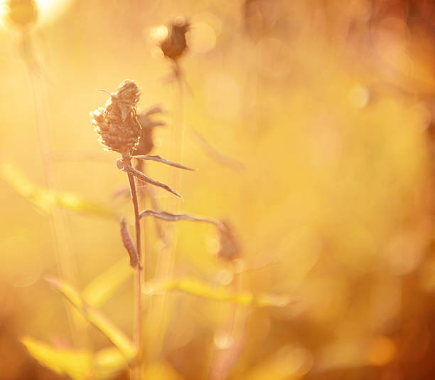 istock grass in a field in the sunshine 512631400