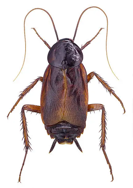 Photo of Oriental Cockroach (Blatta orientalis)