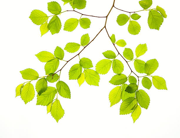 frische grüne blätter - beech leaf isolated leaf new stock-fotos und bilder