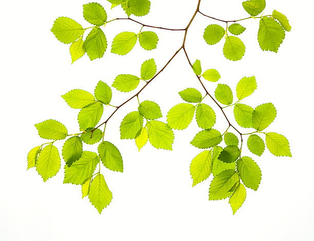 novo verde folhas - beech leaf isolated leaf new imagens e fotografias de stock