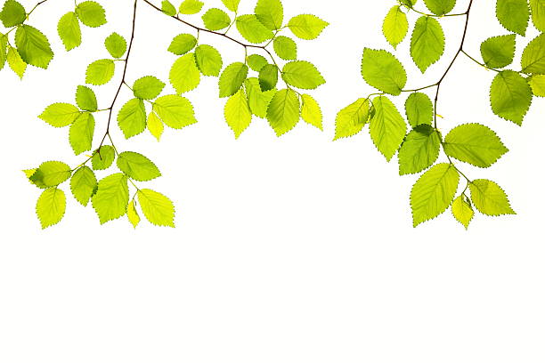 hojas de primavera - beech leaf isolated leaf new fotografías e imágenes de stock