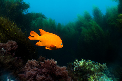 Stock photo of an adult Garibaldi, California's state fish.  Photo taken of the coast of Catalina Island, California at aproximaltely 30 feet depth.