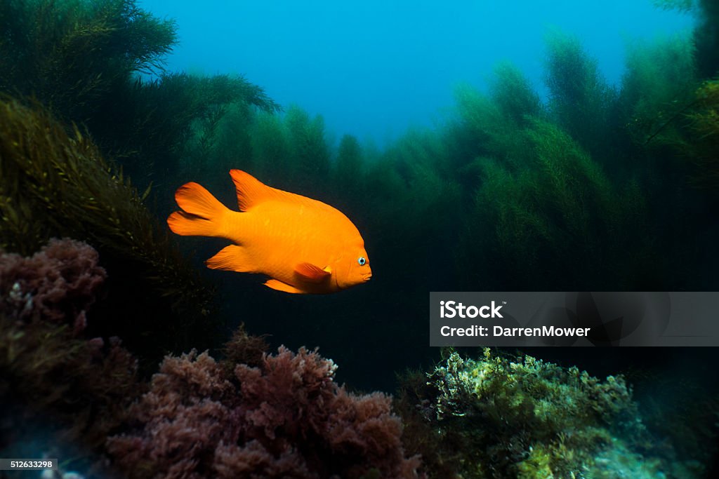 Garibaldi State Fish Garibaldi Fish Stock Photo - Download Image Now - Garibaldi Fish ...