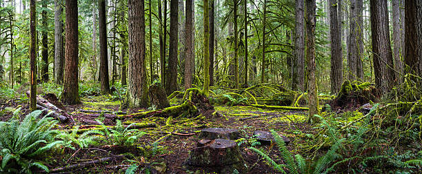 floresta pluvial - forest fern glade copse imagens e fotografias de stock