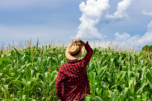 February 28, Brazil  - Farmer with hat looking the corn plantation field