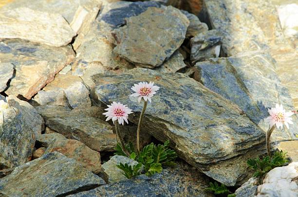 istock Close-up of a flower 512634670