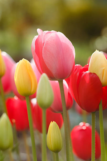 istock Tulip flower for the holiday 512634686