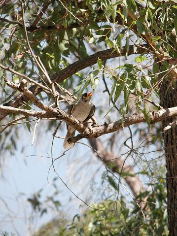 Ruidosa Minero de predominantemente gris autóctonos de pájaros en un árbol, camas Queen photo