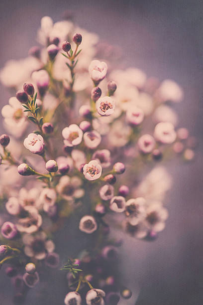 Delicate fresh waxflowers in vase against black background