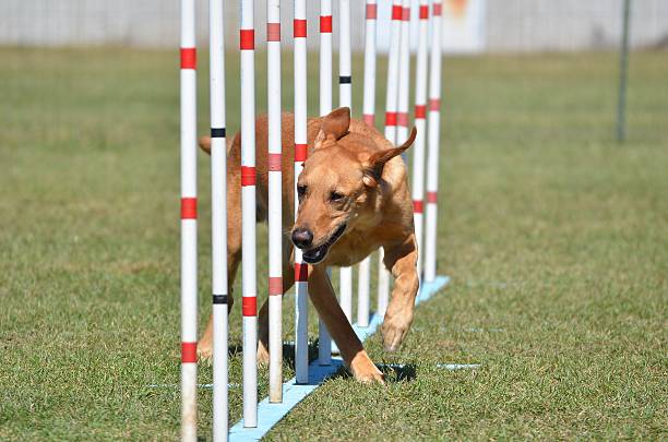 istock Yellow Labrador Retriever at Dog Agility Trial 512635206