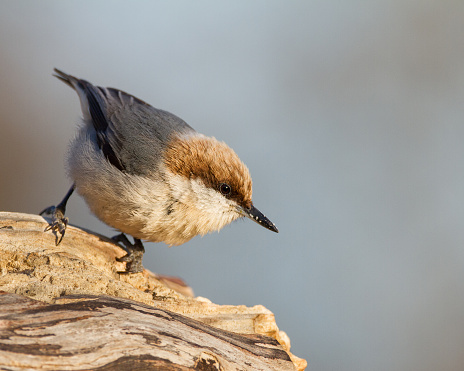 A brown-headed nuthatch perched on a log.