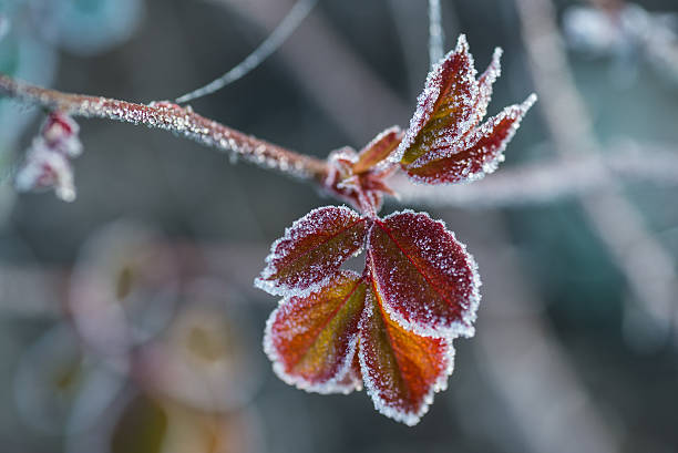 istock Frozen brown leaves detail 512636456