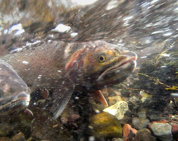 purpurforellen - cutthroat trout stock-fotos und bilder